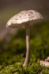 freistehender Pilz im Wald