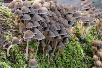 Pilze im Wald 