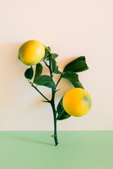 Beautiful branch with two yellow lemons on a green background. Minimal concept.