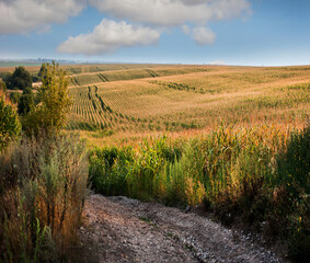 Obraz premium A corn field at hills under a beautiful blue sky