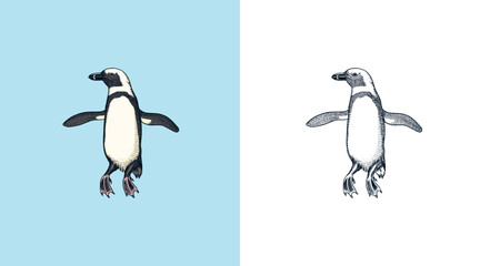 African penguin Magellanic Humboldt Galapagos chick. Cute small animal. Vector graphics black and white drawing. Hand drawn sketch. Aquatic flightless bird. 