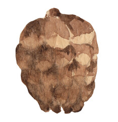 Watercolor image of fir cone on white background