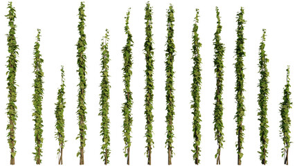 ivy plants isolated on white background, 3d rendered - obrazy, fototapety, plakaty