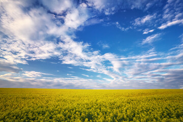 Yellow field of flowering rape and blue sky with clouds. Natural landscape background