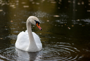 White Swan on the Lake. Swan on water. Mute swan