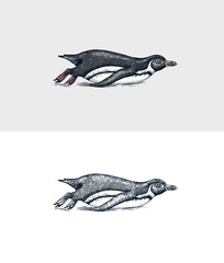African penguin tobogganing. Magellanic Humboldt Galapagos chick swimming or Diving. Cute small animal. Vector graphics black and white drawing. Hand drawn sketch. Aquatic flightless bird.  - obrazy, fototapety, plakaty