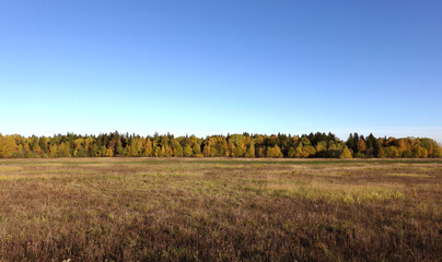 Calm panoramic countryside fall landscape with field and the forest on horison under clear cloudless blue sky in color paints