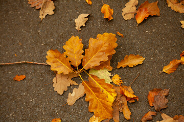 Yellow fallen oak leaves on the pavement. Autumn landscape