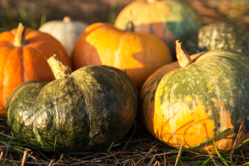 Pumpkin organic harvest. Orange and green colorful pumpkins on grass in garden in sunlight close up
