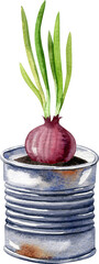 Red onion sprouted bulbs in rusty tin can. Watercolor clipart set. Apartment gardening concept illustration.