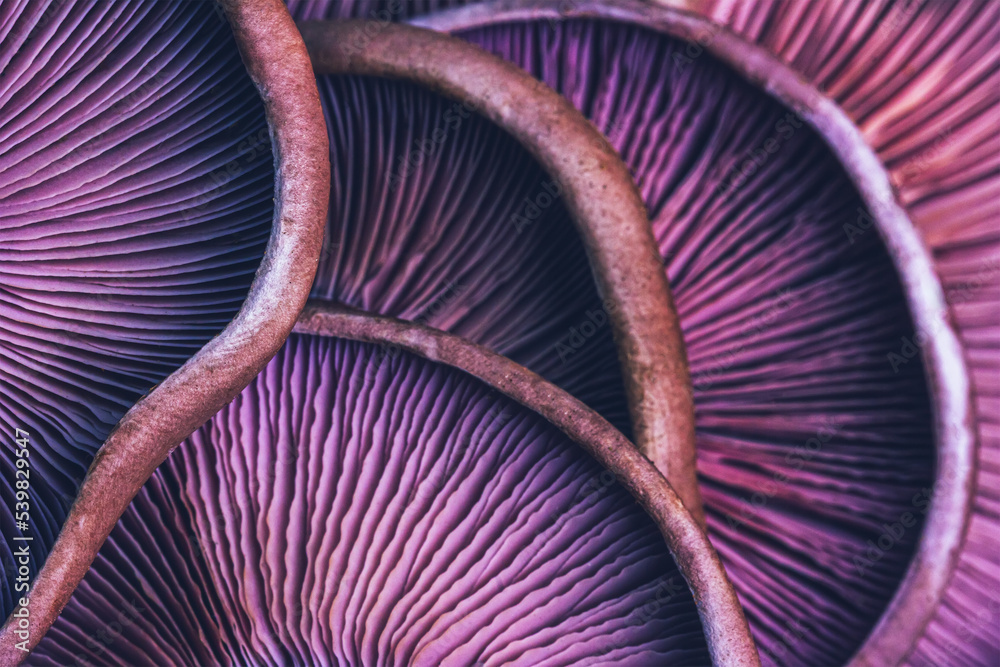 Wall mural textured background of purple mushrooms close-up, macro photo with selective focus - Wall murals