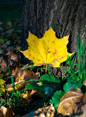 Golden autumn 2022 in the city park among the fallen leaves