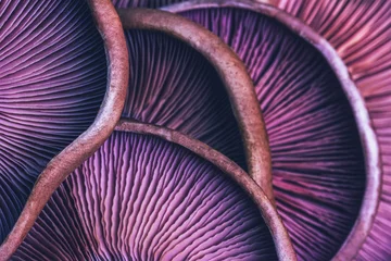 Fotobehang textured background of purple mushrooms close-up, macro photo with selective focus © Andrey Solovev