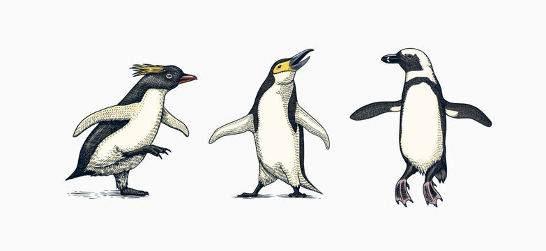 Emperor penguin and cute baby. Adult with juveniles. Small family set. Vector graphics black and white drawing. Hand drawn sketch. Group of aquatic flightless birds. African and Gentoo and King chick