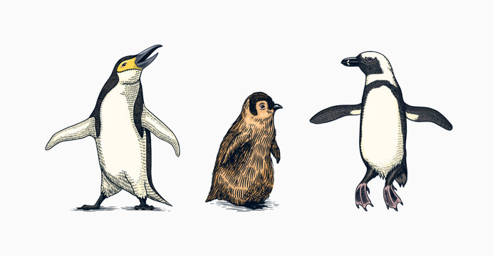 Emperor penguin and cute baby. Adult with juveniles. Small family set. Vector graphics black and white drawing. Hand drawn sketch. Group of aquatic flightless birds. African and Gentoo and King chick