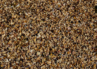 The texture of the fragments of the shells of various shells and sand on the seashore in the rays of the sun