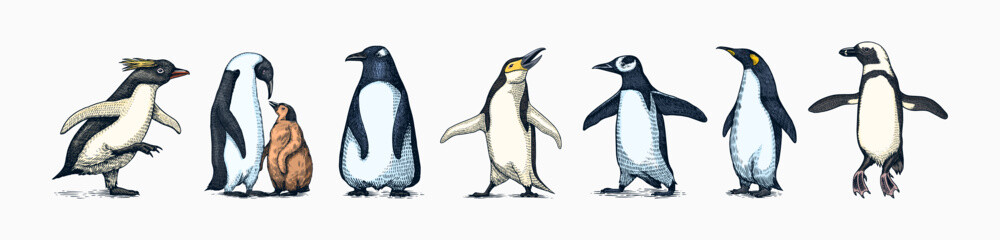 Emperor penguin and cute baby. Adult with juveniles. Small family set. Vector graphics black and white drawing. Hand drawn sketch. Group of aquatic flightless birds. African and Gentoo and King chick