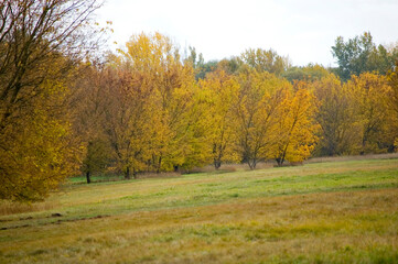 Autumn colored leaves glowing in sunlight.