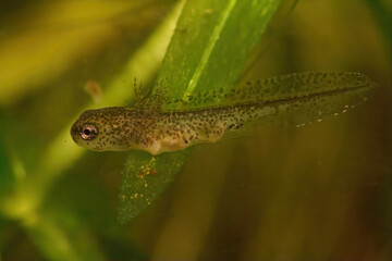 Closeup on a larvae Carpathian newt, Lissotriton montandoni