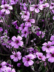 petits géranium vus dans un parc