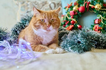 Red funny fat cat at home on sofa with festive Christmas New Year's accessories