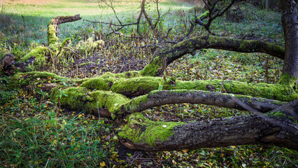 Green moss on a fallen tree in the autumn forest.