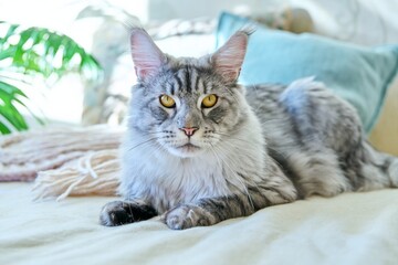 Portrait of beautiful purebred gray cat resting on couch at home