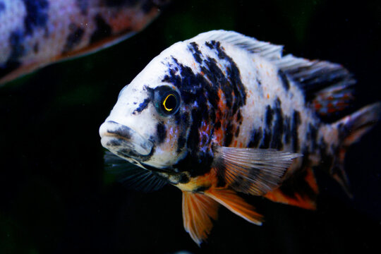 Fish Face Closeup - Aulonocara OB - Lake Malawi cichlid