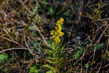 Wrinkleleaf goldenrod or rough-stemmed goldenrod in morning light during autumn. It is native to North America, and is widespread across eastern and central Canada and the United States. 