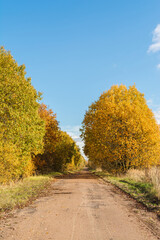 Sandy rural road, on the sides of the trees and shrubs with yellow foliage. Sunny autumn day with clear blue skies. Nature landscape background