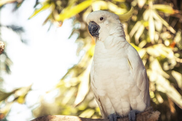 Cockatoo parrot posing on trees with tropical forest on background 