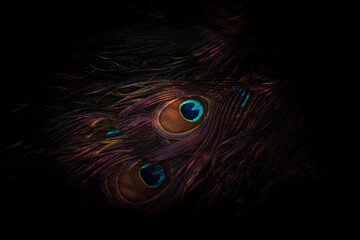 Peacock feather abstract texture on dark background
