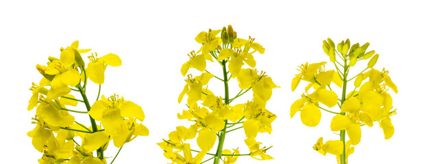 Canola isolated. Rapeseed plant, colza rapeseed for green energy