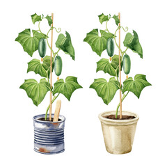 Watercolor set with two cucumber plants with cucumbers in clay pot and tin can. Apartment gardening concept clipart.