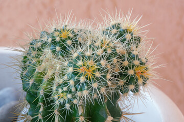 Hobby concept, cacti. Golden barrel cactus  ( Echinocactus Grusonii )