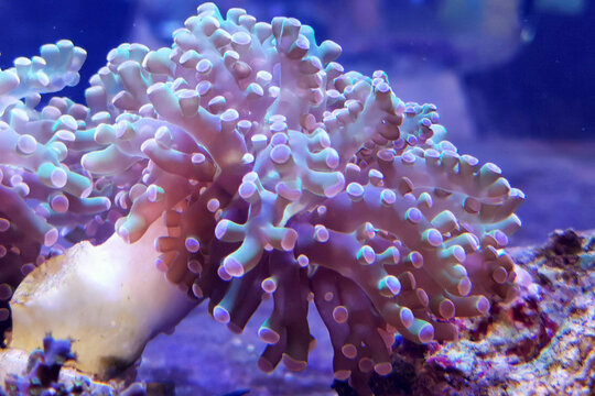 Frogspawn - Octopus Coral - Saltwater Aquarium
