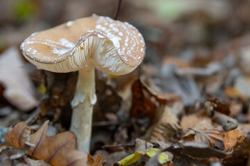 Großer Pilz freistehend im Wald