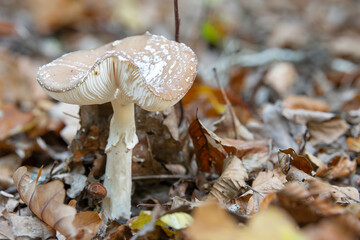 Großer Pilz freistehend im Wald