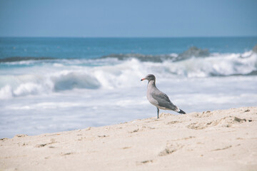 A seagull watching the waves on the beach in the city of Laguna Beach, CA, US.