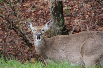 Whitetail deer mouth open closeup, Shenandoah National Park, Virginia VA USA