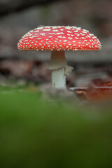 Fliegenpilz freistehend im Wald 