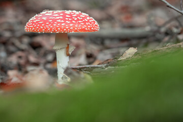Fliegenpilz freistehend im Wald 