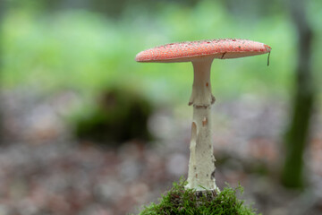 Fliegenpilz im Wald