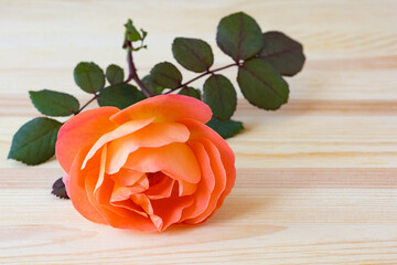 English rose Lady Emma Hamilton. Lively rose with orange color petals. Flower of orange rose on wooden background.  Decorative flowering plant.