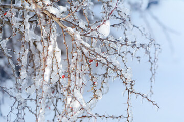 The branches of the bush are covered with ice, icing. Frost after thaw. A sharp change in the weather.