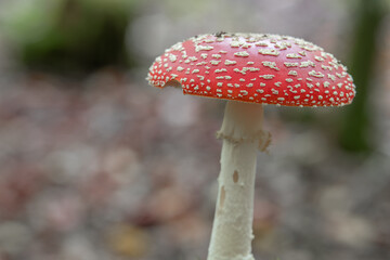 Fliegenpilz freistehend im Wald 