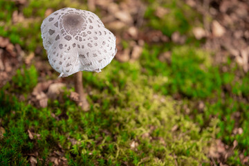 Pilze im Wald