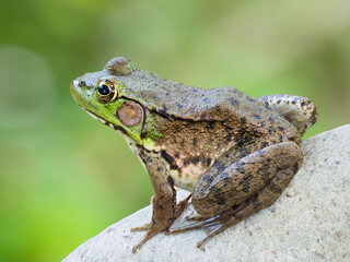 A Closeup Focus Stacked Image of a Green Frog Sitting on a Rock with an Out of Focus Green Background