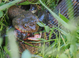 A Grusome Closeup Image of a Water Snake Hiding at the Water's Edge Attempting to Eat the Sirene he Captured