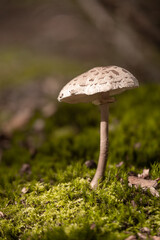 Großer Pilz freistehend im Wald